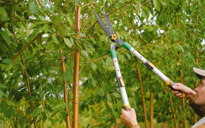 Tree trimming in Mineral Springs, NC